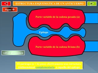 ESTRUCTURA ESQUEMÁTICA DE UN ANTICUERPO
El parátopo (a + b) posee efectivamente una estructura
tridimensional complementaria a aquella del epítopo
Parte variable de la cadena liviana (b)
Parte variable de la cadena pesada (a)
Epitope
volver al resumen
Sigue 
 