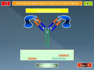 FUNCIONES BIOLOGICAS DE LOS ANTICUERPOS
I- Neutralización del Ag
La unión entre los anticuerpos y el antígeno
conduce a la formación de un complejo
inmune. El Ag es así neutralizado
volver resumen Sigue 
 