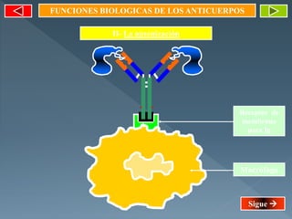 FUNCIONES BIOLOGICAS DE LOS ANTICUERPOS
II- La opsonización
Macrófago
Receptor de
membrana
para Ig
Sigue 
 