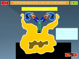II- La opsonisación
FUNCIONES BIOLOGICAS DE LOS ANTICUERPOS
El macrófago ha
reconocido el
complejo inmune de
este último fagocito
Sigue 
 