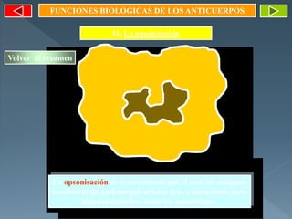 II- La opsonisación
FUNCIONES BIOLOGICAS DE LOS ANTICUERPOS
La opsonisación es el mecanismo por el cual un antígeno
recubierto de anticuerpos se hace más « atrayente» para
algunos fagocitos como los macrófagos.
Volver al resumen
 