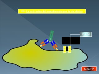 C 9
III- La activación del complemento por la vía clásica
C.A.M
Sigue 
 