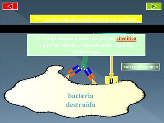 III- La activación del complemento por la vía clásica
Entrada
masiva de agua
por osmosis
bacteria
destruida
El complemento ejerce una acción citolítica
sobre las células « identificadas » por los
anticuerpos
volver al resumen
 
