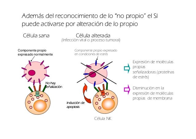 inmunidad-inata-32-638.jpg