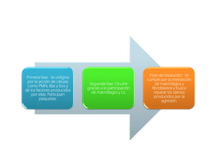 Fase de resolución: Se
                                                                   resolución:
 Primera fase: Se orifgina
          fase:
                                                          cumple por la interaación
 por la acción de células     Segunda fase: Ocurre
                                         fase:                 de macrofagos y
 como PMN, Bas y Eos y
                             gracias a la participación     fibroblastos y busca
de los factores producidos
        ellas.                 de macrófagos y Ls.            reparar los danios
    por ellas. Participan
         plaquetas.                                           producidos por la
         plaquetas.                                               agresión.
                                                                  agresión.
 