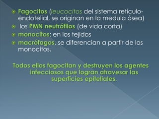 Fagocitos(leucocitos del sistema retículo-endotelial, se originan en la medula ósea) los PMN neutrófilos(de vida corta)monocitos; en los tejidosmacrófagos, se diferencian a partir de los monocitos. Todos ellos fagocitan y destruyen los agentes infecciosos que logran atravesar las superficies epiteliales.