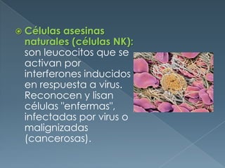 Células asesinas naturales (células NK): son leucocitos que se activan por interferones inducidos en respuesta a virus. Reconocen y lisan células "enfermas", infectadas por virus o malignizadas (cancerosas).