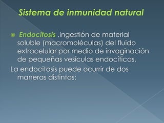 Sistema de inmunidad natural Endocitosis .ingestión de material soluble (macromoléculas) del fluido extracelular por medio de invaginación de pequeñas vesículas endocíticas. La endocitosis puede ocurrir de dos maneras distintas: