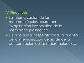A) PinocitosisLa internalización de las macromoléculas ocurre por invaginación inespecífica de la membrana plasmática. Debido a esa inespecificidad, la cuantía de la internalización depende de la concentración de las macromoléculas.