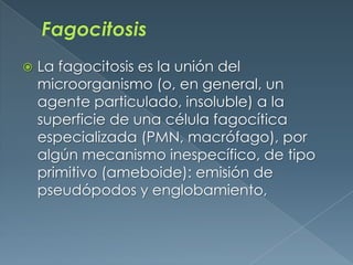 Fagocitosis La fagocitosis es la unión del microorganismo (o, en general, un agente particulado, insoluble) a la superficie de una célula fagocítica especializada (PMN, macrófago), por algún mecanismo inespecífico, de tipo primitivo (ameboide): emisión de pseudópodos y englobamiento,