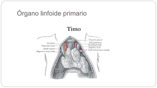 Órgano linfoide primario
 