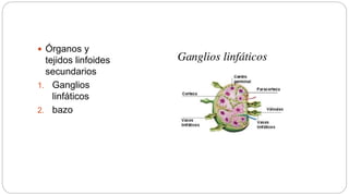  Órganos y
tejidos linfoides
secundarios
1. Ganglios
linfáticos
2. bazo
 