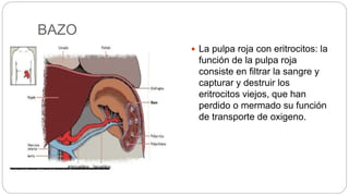 BAZO
 La pulpa roja con eritrocitos: la
función de la pulpa roja
consiste en filtrar la sangre y
capturar y destruir los
eritrocitos viejos, que han
perdido o mermado su función
de transporte de oxigeno.
 
