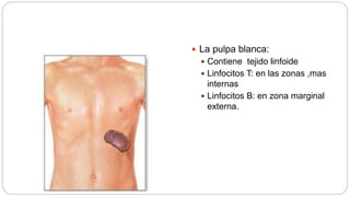  La pulpa blanca:
 Contiene tejido linfoide
 Linfocitos T: en las zonas ,mas
internas
 Linfocitos B: en zona marginal
externa.
 