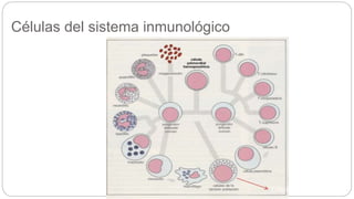 Células del sistema inmunológico
 