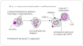 Ag y procesamiento antigenico
 