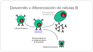 Desarrollo y diferenciación de células B
 