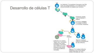 Desarrollo de células T
 