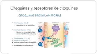 Citoquinas y receptores de citoquinas
 