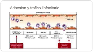 Adhesion y trafico linfocitario
 