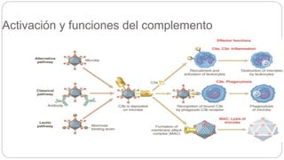 Activación y funciones del complemento
 