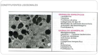 CONSTITUYENTES LISOSOMALES
 