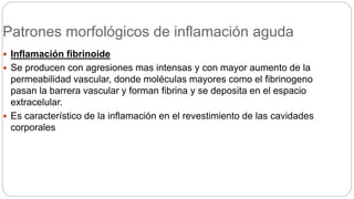 Patrones morfológicos de inflamación aguda
 Inflamación fibrinoide
 Se producen con agresiones mas intensas y con mayor aumento de la
permeabilidad vascular, donde moléculas mayores como el fibrinogeno
pasan la barrera vascular y forman fibrina y se deposita en el espacio
extracelular.
 Es característico de la inflamación en el revestimiento de las cavidades
corporales
 