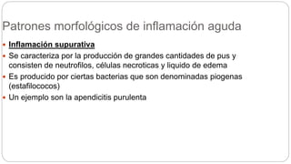 Patrones morfológicos de inflamación aguda
 Inflamación supurativa
 Se caracteriza por la producción de grandes cantidades de pus y
consisten de neutrofilos, células necroticas y liquido de edema
 Es producido por ciertas bacterias que son denominadas piogenas
(estafilococos)
 Un ejemplo son la apendicitis purulenta
 