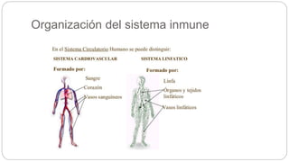 Organización del sistema inmune
 