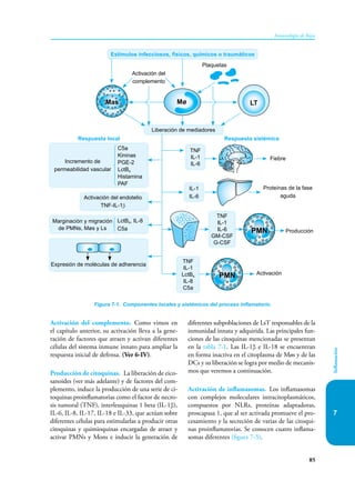 85
Inmunología de Rojas
Inflamación
7
Activación del complemento. Como vimos en
el capítulo anterior, su activación lleva a la gene-
ración de factores que atraen y activan diferentes
células del sistema inmune innato para ampliar la
respuesta inicial de defensa. (Ver 6-IV).
Producción de citoquinas. La liberación de eico-
sanoides (ver más adelante) y de factores del com-
plemento, induce la producción de una serie de ci-
toquinas proinflamatorias como el factor de necro-
sis tumoral (TNF), interleuquinas 1 beta (IL-1β),
IL-6, IL-8, IL-17, IL-18 e IL-33, que actúan sobre
diferentes células para estimularlas a producir otras
citoquinas y quimioquinas encargadas de atraer y
activar PMNs y Mons e inducir la generación de
diferentes subpoblaciones de LsT responsables de la
inmunidad innata y adquirida. Las principales fun-
ciones de las citoquinas mencionadas se presentan
en la tabla 7-1. Las IL-1β e IL-18 se encuentran
en forma inactiva en el citoplasma de Møs y de las
DCs y su liberación se logra por medio de mecanis-
mos que veremos a continuación.
Activación de inflamasomas. Los inflamasomas
con complejos moleculares intracitoplasmáticos,
compuestos por NLRs, proteínas adaptadoras,
proscapasa 1, que al ser activada promueve el pro-
cesamiento y la secreción de varias de las citoqui-
nas proinflamatorias. Se conocen cuatro inflama-
somas diferentes (figura 7-3).
Figura 7-1. Componentes locales y sistémicos del proceso inflamatorio.
Respuesta sistémica
Respuesta local
Plaquetas
Liberación de mediadores
Activación del endotelio
TNF-IL-1β
Marginación y migración
de PMNs, Møs y Ls
LctB4, IL-8
C5a
Incremento de
permeabilidad vascular
TNF
IL-1
IL-6
TNF
IL-1
IL-6
GM-CSF
G-CSF
TNF
IL-1
LctB4
IL-8
C5a
IL-1
IL-6
Fiebre
Proteínas de la fase
aguda
Activación
C5a
Kininas
PGE-2
LctB4
Histamina
PAF
Activación del
complemento
Mø
Mas LT
Estímulos infecciosos, físicos, químicos o traumáticos
Expresión de moléculas de adherencia
PMN
PMN Producción
 