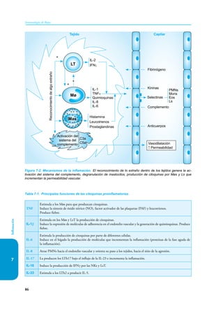 86
Inmunología de Rojas
Inflamación
7
Figura 7-2. Mecanismos de la inflamación. El reconocimiento de lo extraño dentro de los tejidos genera la ac-
tivación del sistema del complemento, degranulación de mastocitos, producción de citoquinas por Møs y Ls que
incrementan la permeabilidad vascular.
Tejido Capilar
IL-2
IFNγ
IL-1
TNFα
Quimioquinas
IL-8
IL-6
Histamina
Leucotrienos
Prostaglandinas
Vasodilatación
↑ Permeabilidad
Anticuerpos
Complemento
Kininas
Fibrinógeno
Reconocimiento
de
algo
extraño
Activación del
sistema del
complemento
C3a
C5a
+
+
+
Selectinas
PMNs
Mons
Eos
Ls
Mø
Mas
LT
Tabla 7-1. Principales funciones de las citoquinas proinflamatorias.
TNF
Estimula a los Møs para que produzcan citoquinas.
Induce la síntesis de óxido nítrico (NO), factor activador de las plaquetas (PAF) y leucotrienos.
Produce fiebre.
IL-1β
Estimula en los Møs y LsT la producción de citoquinas.
Induce la expresión de moléculas de adherencia en el endotelio vascular y la generación de quimioquinas. Produce
fiebre.
IL-6
Estimula la producción de citoquinas por parte de diferentes células.
Induce en el hígado la producción de moléculas que incrementan la inflamación (proteínas de la fase aguda de
la inflamación).
IL-8 Atrae PMNs hacia el endotelio vascular y orienta su paso a los tejidos, hacia el sitio de la agresión.
IL-17 La producen los LTh17 bajo el influjo de la IL-23 e incrementa la inflamación.
IL-18 Induce la producción de IFNγ por las NKs y LsT.
IL-33 Estimula a los LTh2 a producir IL-5.
 