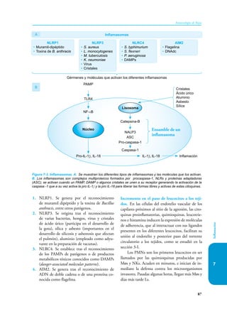 87
Inmunología de Rojas
Inflamación
7
1. NLRP1. Se genera por el reconocimiento
de muramil dipéptido y la toxina de Bacillus
anthracis, entre otros patógenos.
2. NLRP3. Se origina tras el reconocimiento
de varias bacterias, hongos, virus y cristales
de ácido úrico (participa en el desarrollo de
la gota), sílica y asbesto (importantes en el
desarrollo de silicosis y asbestosis que afectan
el pulmón), aluminio (empleado como adyu-
vante en la preparación de vacunas).
3. NLRC4. Se establece tras el reconocimiento
de los PAMPs de patógenos o de productos
metabólicos tóxicos conocidos como DAMPs
(danger-associated molecular patterns).
4. AIM2. Se genera tras el reconocimiento de
ADN de doble cadena o de una proteína co-
nocida como flagelina.
Incremento en el paso de leucocitos a los teji-
dos. En las células del endotelio vascular de los
capilares próximos al sitio de la agresión, las cito-
quinas proinflamatorias, quimioquinas, leucotrie-
nos e histamina inducen la expresión de moléculas
de adherencia, que al interactuar con sus ligandos
presentes en los diferentes leucocitos, facilitan su
unión al endotelio y posterior paso del torrente
circulatorio a los tejidos, como se estudió en la
sección 3-I.
Los PMNs son los primeros leucocitos en ser
llamados por las quimioquinas producidas por
Møs y NKs. Acuden en minutos, e inician de in-
mediato la defensa contra los microorganismos
invasores. Pasadas algunas horas, llegan más Møs y
días más tarde Ls.
Gérmenes y moléculas que activan los diferentes inflamasomas
NLRP1
• Muramil-dipéptido
• Toxina de B. anthracis
NLRP3
• S. aureus
• L. monocytogenes
• M. tuberculosis
• K. neumoniae
• Virus
• Cristales
NLRC4
• S. typhimurium
• S. flexneri
• P. aeruginosa
• DAMPs
AIM2
• Flagelina
• DNAdc
Inflamasomas
A
B
Figura 7-3. Inflamasomas. A. Se muestran los diferentes tipos de inflamasomas y las moléculas que los activan.
B. Los inflamasomas son complejos multiproteicos formados por procaspasa-1, NLRs y proteínas adaptadoras
(ASC); se activan cuando un PAMP, DAMP o algunos cristales se unen a su receptor generando la activación de la
caspasa -1 que a su vez activa la pro IL-1β y la pro IL-18 para liberar las formas libres y activas de estas citoquinas.
TLR4
NF-κB
PAMP
Pro-IL-1β, IL-18 IL-1β, IL-18
Catepsina-B
Inflamación
Ensamble de un
inflamasoma
NALP3
ASC
Pro-caspasa-1
Caspasa-1
Cristales
Ácido úrico
Aluminio
Asbesto
Sílice
Núcleo
Lisosoma
 