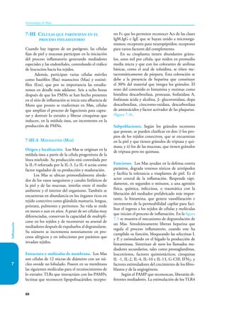 88
Inmunología de Rojas
Inflamación
7
7-III Células que participan en el
proceso inflamatorio
Cuando hay ingreso de un patógeno, las células
fijas de piel y mucosas participan en la iniciación
del proceso inflamatorio generando mediadores
especiales y las endoteliales, controlando el tráfico
de leucocitos hacia los tejidos.
Además, participan varias células móviles
como basófilos (Bas) mastocitos (Mas) y eosinó-
filos (Eos), que por su importancia las estudia-
remos en detalle más adelante. Seis a ocho horas
después de que los PMNs se han hecho presentes
en el sitio de inflamación se inicia una afluencia de
Mons que pronto se trasforman en Møs, células
que amplían el proceso de fagocitosis para captu-
rar y destruir lo extraño y liberar citoquinas que
inducen, en la médula ósea, un incremento en la
producción de PMNs.
7-III-A Mastocitos (Mas)
Origen y localización. Los Mas se originan en la
médula ósea a partir de la célula progenitora de la
línea mieloide. Su producción está controlada por
la IL-9 reforzada por la IL-3. La IL-4 actúa como
factor regulador de su producción y maduración.
Los Mas se ubican primordialmente alrede-
dor de los vasos sanguíneos y canales linfáticos de
la piel y de las mucosas, interfaz entre el medio
ambiente y el interior del organismo. También se
encuentran en abundancia en los órganos ricos en
tejido conectivo como glándula mamaria, lengua,
próstata, pulmones y peritoneo. Su vida se mide
en meses o aun en años. A pesar de ser células muy
diferenciadas, conservan la capacidad de multipli-
carse en los tejidos y de reconstruir su arsenal de
mediadores después de expulsarlos al degranularse.
Su número se incrementa notoriamente en pro-
cesos alérgicos y en infecciones por parásitos que
invadan tejidos.
Estructura y moléculas de membrana. Los Mas
son células de 12 micras de diámetro con un nú-
cleo ovoide no lobulado. Poseen en su membrana
las siguientes moléculas para el reconocimiento de
lo extraño: TLRs que interactúan con los PAMPs;
lectinas que reconocen lipopolisacáridos; recepto-
res Fc que les permiten reconocer Acs de las clases
IgM,IgG e IgE que se hayan unido a microorga-
nismos; receptores para neuropéptidos; receptores
para varios factores del complemento.
En su citoplasma tienen abundantes gránu-
los, unos mil por célula, que miden en promedio
media micra y que con los colorantes de anilinas
básicas, como el azul de toluidina, se tiñen me-
tacromáticamente de púrpura. Esta coloración se
debe a la presencia de heparina que constituye
el 30% del material que integra los gránulos. El
resto del contenido es his­
ta­
mina y enzimas como
histidina descarbo­
xilasa, proteasas, fosfatidasa A,
fosfatasas ácida y alcalina, β- glucoronidasa, dopa
des­car­boxilasa, citocromo-oxidasa, descarboxilasa
de amino­
ácidos y factor activador de las plaquetas.
(figura 7-4).
Subpoblaciones. Según los gránulos secretores
que posean, se pueden clasificar en dos: i) los pro-
pios de los tejidos conectivos, que se encuentran
en la piel y que tienen gránulos de triptasa y qui-
masa; y ii) los de las mucosas, que tienen gránulos
de triptasa pero no quimasa.
Funciones. Los Mas ayudan en la defensa contra
parásitos, degrada venenos tóxicos de artrópodos
y facilita la tolerancia a trasplantes de piel. Es el
actor central de la inflamación. Responde rápi-
damente, en segundos o minutos, a una agresión
física, química, infecciosa, o traumática con la
liberación del mediador prefabricado más impor-
tante, la histamina, que genera vasodilatación e
incremento de la permeabilidad capilar para faci-
litar el ingreso a los tejidos de células y moléculas
que inician el proceso de inflamación. En la figura
7-5 se muestra el mecanismo de degranulación de
un Mas. Simultáneamente liberan heparina que
regula el proceso inflamatorio, cuando este ha
cumplido su función, bloqueando las selectinas L
y P, y estimulando en el hígado la producción de
histaminasa. Sintetizan de novo los llamados me-
diadores secundarios, tales como prostaglandinas,
leucotrienos, factores quimiotácticos, citoquinas
IL -1, IL-2, IL-4, IL-10 e IL-13, G-CSF, IFNγ, y
factores estimuladores del crecimiento de los fibro-
blastos y de la angiogénesis.
Según el PAMP que reconozcan, liberarán di-
ferentes mediadores. La estimulación de los TLR4
 