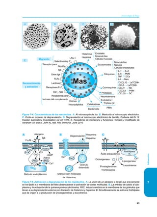 89
Inmunología de Rojas
Inflamación
7
Figura 7-4. Características de los mastocitos. A. Al microscopio de luz. B. Mastocito al microscopio electrónico.
C. Corte en proceso de degranulación. D. Degranulación al microscopio electrónico de barrido. Cortesía del Dr. S.
Kessler, Laboratory Investigation vol 32, 1975. E. Receptores de membrana y funciones. Tomado y modificado de
Abraham SN and st. John AL Nat. Rev. Immunol. June 2010.
D
A B C
E
CXCL10→ LsTCD4+
CCL5 → LsTCD8+
CCL11 → NK
CXCL8 → PMN
CCL20 → DC
Mas
Migración
Reconocimiento
y activación
LFA-1
TLRs
Otras Igs
Selectinas A y P
PAMPs
Receptor para:
Lectinas
Histamina
Heparina
Endotelio
Músculo liso
Células mucosas
Músculo liso
Nervios
Células endoteliales
↓ Neumotensina
Endotelina1
PMN
Bactericida
Eicosanoides
Proteasas
Triptasa β2
Catelicidinas
Citoquinas
Quimioquinas
Receptores Fc
Receptores para
factores del complemento
Neuropéptidos
Kininas
CR1, CR2
IL-1 → IL-2
IL-6 → PMN
TNF → DCs
IL4 → Møs
→
IgE
Figura 7-5. Activación y degranulación de los mastocitos. A. La unión de un alergeno a la IgE que previamente
se ha fijado a la membrana del Mas desencadena la activación de varias moléculas. B. La entrada de calcio al cito-
plasma y la activación de la quinasa proteica de tirosina, PKC, induce cambios en la membrana de los gránulos que
llevan a su degranulación externa con liberación de histamina y heparina. C. Simultáneamente se activa la fosfolipasa
que da origen a la producción de prostaglandinas y leucotrienos.
A B C
Ca2+
Gránulo
distendido
Gránulo con moléculas
de histamina
Degranulación
Histamina
Heparina
PKC
FcεRI
Alergeno
IgE
PTK
PKC
PIP2
DAG cAMP
Activa
PLC
PKC
Adenil
ciclasa
IP3
Retículo endoplásmico
ATP
Ca2+
Fosfolipasa
A2
Cicloxigenasa
Lipoxigenasa
Prostaglandinas
Tromboxanos
Ácido araquidónico
Ca2+
Leucotrienos
PC
 