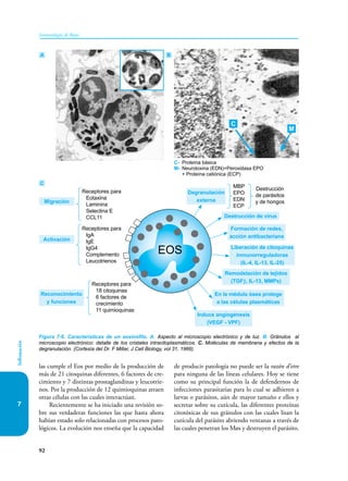 92
Inmunología de Rojas
Inflamación
7
las cumple el Eos por medio de la producción de
más de 21 citoquinas diferentes, 6 factores de cre-
cimiento y 7 distintas prostaglandinas y leucotrie-
nos. Por la producción de 12 quimioquinas atraen
otras células con las cuales interactúan.
Recientemente se ha iniciado una revisión so-
bre sus verdaderas funciones las que hasta ahora
habían estado solo relacionadas con procesos pato-
lógicos. La evolución nos enseña que la capacidad
de producir patología no puede ser la razón d’etre
para ninguna de las líneas celulares. Hoy se tiene
como su principal función la de defendernos de
infecciones parasitarias para lo cual se adhieren a
larvas o parásitos, aún de mayor tamaño e ellos y
secretar sobre su cutícula, las diferentes proteínas
citotóxicas de sus gránulos con las cuales lisan la
cutícula del parásito abriendo ventanas a través de
las cuales penetran los Møs y destruyen el parásito.
Figura 7-6. Características de un eosinófilo. A. Aspecto al microscopio electrónico y de luz. B. Gránulos al
microscopio electrónico: detalle de los cristales intracitoplasmáticos. C. Moléculas de membrana y efectos de la
degranulación. (Cortesía del Dr. F Millar, J Cell Biology, vol 31, 1966).
A B
C- Proteína básica
M- Neurotoxina (EDN)+Peroxidasa EPO
+ Proteína catiónica (ECP)
C
Migración
Activación
Reconocimiento
y funciones
Receptores para
Eotaxina
Laminina
Selectina E
CCL11
Receptores para
18 citoquinas
6 factores de
crecimiento
11 quimioquinas
Receptores para
IgA
IgE
IgG4
Complemento
Leucotrienos
MBP
EPO
EDN
ECP
Destrucción
de parásitos
y de hongos
Degranulación
externa
Remodelación de tejidos
(TGFβ, IL-13, MMPs)
Formación de redes,
acción antibacteriana
Liberación de citoquinas
inmunorreguladoras
(IL-4, IL-13, IL-25)
En la médula ósea protege
a las células plasmáticas
Induce angiogénesis
(VEGF - VPF)
Destrucción de virus
C
M
EOS
 