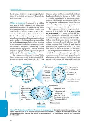 94
Inmunología de Rojas
Inflamación
7
llo de canales linfáticos y en procesos patológicos
como el crecimiento de tumores y desarrollo de
arterioesclerosis.
Origen y estructura. Se originan en la médula
ósea a partir de los megacariocitos, células que
producen 100 millardos de plaquetas al día, con lo
cual se asegura una población de un trillón de ellas
en la circulación. Su vida media es de 8 a 10 días.
Tienen un citoesqueleto bien desarrollado. Sus
funciones hemostáticas están a cargo de diferentes
gránulos citoplasmáticos, los más abundantes de los
cuales son los α, 40 a 80 por plaqueta, responsables
de las funciones procoagulantes. Otros gránulos
contienen diversas moléculas como quimioquinas,
de adherencia, mitogénicas, lisosozimas y factores
reguladores de la angiogénesis. Cuando la respuesta
inmune lo requiere, tienen la capacidad de generar
300 moléculas diferentes. (figura 7-7).
Las plaquetas son la fuente principal de TGFβ,
factor inmunosupresor, que actúa por medio de di-
ferentes receptores, como los para IL-1, y CD154
(ligando para la CD40). Estas moléculas inducen
la adhesión al endotelio alterado de PMNs y DCs
y estimulan la producción de citoquinas proinfla-
matorias. Participan por lo tanto, en la regulación
de los procesos inflamatorios e interactúan con
diferentes subpoblaciones de Ls para reforzar la
respuesta inmune adquirida o específica.
Las plaquetas participan en los procesos infla-
matorias al ser activadas por el factor activador
de las plaquetas (PAF), producido por Møs, Eos,
PMNs, Mas y células endoteliales. Este factor es la
sustancia biológica con mayor actividad vasodila-
tadora, capaz de producir edema, contracción de
músculo liso, tanto del árbol pulmonar como del
sistema coronario, hasta el punto de poder inducir
paro cardíaco e hipotensión sistémica. Su efecto
vaso activo es mil veces superior a la histamina.
Tiene múltiples funciones relacionadas con el pro-
ceso de la inflamación y con la regulación de la
respuesta inmune. Incrementa la agregación de las
plaquetas y su degranulación con la liberación de
factores de la coagulación. Sobre los PMNs actúa
Figura 7-7. Producción morfología y funciones de las plaquetas. A. Son producidas en la médula ósea a partir
de los megacariocitos. B. Se muestran sus principales componentes. C. Aparecen las principales moléculas que
activan a las plaquetas, a las que ellas se unen en la sangre y tejidos y las moléculas que producen para incrementar
la inflamación.
TLRs
Receptores para:
IgE
IgG
PAF
Sust. P.
Trombina
Prot. C. React.
TGFβ
Micropartículas
Trombocidinas
PAF
TxA2
Receptores para:
Colágeno (VLA-2)
Fibronectina
Laminina (VLA-6)
Trombospondina (GPIV)
Fibrinógeno (GPI16)
Activación Adherencia
a tejidos
Inflamación
Gránulos alfa
Gránulos
densos
Mitocondria
Lisosomas
Serotonina
PF-4 → quimiotáctico
para PMNs, Ls y Eos
Enzimas lisosomales
Proteínas catiónicas
F. activador de
fibroblastos
A B
C
Seno
venoso
Plaquetas
Médula ósea Circulación
Megacariocito
 
