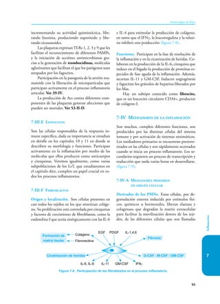 95
Inmunología de Rojas
Inflamación
7
incrementando su actividad quimiotáctica, libe-
rando lisozima, produciendo superóxido y libe-
rando eicosanoides.
Las plaquetas expresan TLRs 1, 2, 3 y 9 que les
facilitan el reconocimiento de diferentes PAMPs,
y la iniciación de acciónes antimicrobianas gra-
cias a la generación de trombocidinas, moléculas
aglutinantes que facilitan el que los patógenos sean
atrapados por los fagocitos.
Participación en la patogenia de la artritis reu-
matoide con la liberación de micropartículas que
participan activamente en el proceso inflamatorio
articular. Ver 39-IV.
La producción de Acs contra diferentes com-
ponentes de las plaquetas generan afecciones que
pueden ser mortales. Ver 53-II-D.
7-III-E Linfocitos
Son las células responsables de la respuesta in-
mune específica, dada su importancia se estudian
en detalle en los capítulos 10 y 11 en donde se
describen su morfología y funciones. Participan
activamente en la inflamación por medio de las
moléculas que ellos producen como anticuerpos
y citoquinas. Veremos igualmente, como varias
subpoblaciones de los LsT, que estudiaremos en
el capítulo diez, cumplen un papel crucial en to-
dos los procesos inflamatorios.
7-III-F Fibroblastos
Origen y localización. Son células presentes en
casi todos los tejidos en los que sintetizan coláge-
no. Su proliferación está controlada por citoquinas
y factores de crecimiento de fibroblastos, como la
endotelina-I que actúa sinérgicamente con las IL-6
e IL-4 para estimular la producción de colágeno,
en tanto que el IFNγ, la leucorregulina y la relaxi-
na inhiben esta producción (figura 7-8).
Funciones. Participan en la fase de resolución de
la inflamación y en la cicatrización de heridas. Co-
laboran en la producción de la IL-6, citoquina que
induce en el hígado la producción de proteínas es-
peciales de fase aguda de la inflamación. Además,
secretan IL-11 y GM-CSF. Inducen angiogénesis
y fagocitan los gránulos de heparina liberados por
los Mas.
Hay un subtipo conocido como fibrocito,
que es un leucocito circulante CD34+, productor
de colágeno I.
7-IV Mediadores de la inflamación
Son muchos, cumplen diferentes funciones, son
producidos por las distintas células del sistema
inmune y por activación de sistemas enzimáticos.
Los mediadores primarios se encuentran presinte-
tizados en las células y son rápidamente secretados
cuando se inicia un proceso inflamatorio. Los se-
cundarios requieren un proceso de transcripción y
traducción que tarda varias horas en desarrollarse.
(figura 7-9).
7-IV-A Mediadores primarios
de origen celular
Derivados de los PMNs. Estas células, por de-
granulación externa inducida por estímulos físi-
cos, químicos u hormonales, liberan elastasa y
colagenasa que degradan la matriz extracelular
para facilitar la movilización dentro de los teji-
dos, de las diferentes células que son llamadas
Figura 7-8. Participación de los fibroblastos en el proceso inflamatorio.
Formación de
matriz tisular
Cicatrización de heridas
Fibrosis
G-CSF - M-CSF - GM-CSF
Colágeno
Fibronectina
EGF PDGF IL-1,4,6
IFNγ
IL-6, IL-8 IL-11 GM-CSF
 