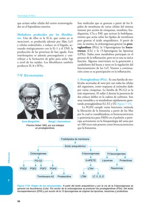 98
Inmunología de Rojas
Inflamación
7
que actúan sobre células del centro termorregula-
dor en el hipotálamo anterior.
Mediadores producidos por los fibroblas-
tos. Uno de ellos es la IL-6, que como ya se
mencionó, es producida además por Møs, LsT
y células endoteliales, e induce en el hígado, ac-
tuando sinérgicamente con la IL-1 y el TNF, la
producción de las proteínas de fase aguda. Esta
interleuquina es además pro­
coagulante y con-
tribuye a la formación de geles para aislar Ags
a nivel de los tejidos. Los fibroblastos también
producen IL-8 e IFNγ.
7-V Eicosanoides
Son moléculas que se generan a partir de los lí-
pidos de membrana de varias células del sistema
inmune por acción de citoquinas, trombina, bra-
diquinina, C5a y PAF, que activan la fosfolipasa,
enzima que actúa sobre los lípidos de membrana
para generar el ácido araquidónico. A partir de
este, la enzima, la ciclooxigenasa generar las pros-
taglandinas (PGs), la 5-lipooxigenasa los leuco-
trienos (LTs) y la 15-lipooxigeasa las lipoxinas
(LPXs). Todos estos metabolitos participan en el
proceso de la inflamación, pero no es esta su única
función. Algunos intervienen en la generación y
catabolismo del hueso y otros en la regulación del
funcionamiento de los LsT. Veamos a continua-
ción como es su participación en la inflamación.
1. Prostaglandinas (PGs). Es una familia de mo-
léculas secretadas de novo por casi todas las células
del organismo, como respuesta al estímulos dado
por varias citoquinas. La familia de PG-G2 es la
más importante. El sufijo 2 denota la presencia de
dos enlaces dobles en la cadena de carbonos. Son
muy inestables y se metabolizan rápidamente gene-
rando prosta­
glandinas E2, F2 y D2 (figura 7-10).
La PGD2 cumple varias funciones: estimula
la liberación de la histamina a partir de los Mas
por lo cual es vasodilatadora; es broncocostrictora
y quimiotáctica para PMNs en el pulmón y parti-
cipa activamente en la fisiopatología del asma por
ser 100 veces más potente como broncocostrictora
que la histamina.
Figura 7-10. Origen de los eicosanoides. A partir del ácido araquidónico y por la vía de la 5-lipooxigenasa se
generan los leucotrienos (Lcts). Por acción de la ciclooxigenasa se producen las prostaglandinas (PGs). Del ácido
eicosapentaenoico (EPA) y por acción de la 15 lipooxigenasa se originan las lipoxinas, resolvinas y protectinas.
5-lipooxigenasa
Lipoxinas
Resolvinas
Protectinas
5-HPETE
LTA4
15-lipooxigenasa
Ácido araquidónico
Fosfolípidos de membrana
Ciclooxigenasa
Tromboxano A2 Prostaciclina LT, C, D, E
PG-G2
LTB4
PGD2 PGE2 PGF2 PGH2
Premios Nobel 1982, por sus trabajos
en prostaglandinas.
Sune Bergström Bengt I. Samuelsson
 