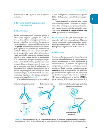 111
Inmunología de Rojas
Inmunógenos
y
antígenos.
Características,
procesamiento,
presentación
8
manencia en las DCs y por lo tanto el estímulo
antigénico.
8-III Composición química de los
inmunógenos
8-III-A Proteínas
Son los inmunógenos más estudiados porque al
actuar como antígenos (Ags) para los Ls, los ac-
tivan y desencadenan una respuesta inmune ad-
quirida o específica. Las proteínas albergan en su
estructura epítopes con potencial inmunogénico.
Un epítope o determinante antigénico es una re-
gión o parte de una proteína que interactúa con
los BCR o TCR o con un Ac preexistente. Den-
tro de una proteína puede haber varios epítopes
y cada uno de ellos generar una respuesta inmune
específica. A las cadenas lineales de aminoácidos
se les conoce como epítopes de configuración pri-
maria. Una molécula proteica, pueden tener varios
epítopes ubicados distantes unos de otros, pero
que se aproximan entre sí por la configuración tri-
dimensional de la molécula. En otras moléculas la
porción antigénica puede estar oculta y solo actuar
como inmunógeno cuando la molécula sea desna-
turalizada y exponga el o los epítopes antigénicos
como se presenta en la figura 8-2.
Si las moléculas inmunogénicas no peptídicas
se unen a una proteína, serán reconocidas por los
TCRs y BCRs gracias a esa molécula proteica por-
tadora.
Cuando una célula es sometida a un cambio
brusco de temperatura o a otro estrés de tipo quí-
mico, físico o biológico, sus proteínas intracelu-
lares pueden generar moléculas anormales cono-
cidas como proteínas de choque térmico o de
estrés, que pueden ser inmunogénicas.
Ácidos nucleicos. El ADN hipometilado y las
secuencias CpG son inmunogénicas. Adquieren
especial importancia en algunos procesos autoin-
munes y tumorales en los cuales la alteración del
ADN propicia la producción de Acs contra él.
8-III-B Lípidos
Son menos abundantes que los inmunógenos de
proteínas o de carbohidratos. Se encuentran como
lípidos independientes o como lipoproteínas y
lipopolisacáridos. Los primeros son fagocitados y
transportados al interior de las células del sistema
inmune, en donde proteínas conocidas como sa-
poninas facilitan su degradación. Las moléculas
que resultan de esta degradación son ubicadas en
los “bolsillos” que para ellas tienen las moléculas
CD1 que estudiaremos en la sección 8-VII-B y
que se encargan de llevarlos a la membrana de la
Figura 8-2. Reconocimiento por Acs de los epítopes antigénicos de moléculas protéicas lineales y complejas y
las ocultas en el interior de las moléculas que se hacen aparentes con la degradación de la molécula protéica.
Determinante conformacional
Ac
Determinante lineal
Epítope
Ac
Determinante descubierto por proteólisis
Molécula no antigénica
Epítopes
Ag
Epítope
Ac
Nuevo epítope
antigénico
Proteólisis
Ac
 