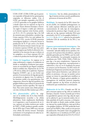 116
Inmunología de Rojas
Inmunógenos
y
antígenos.
Características,
procesamiento,
presentación
8
CCR5, CCR7, CCR8, CCR9, que les permi-
ten responder al llamado de las quimioquinas
originadas en diferentes tejidos. Con el
CCR7, por ejemplo, responden a las CCL19
y CCL21 generadas en los ganglios linfáticos
a donde viajan una vez capturan un Ag en la
periferia. Tienen distintos fenotipos y funcio-
nes según el órgano o tejido que colonicen:
en la dermis expresan varias lectinas, produ-
cen IL-6 e IL-12 y presentan Ags a los LsB
de memoria para estimularlos a producir Igs.
Como expresan CD1a (ver más adelante las
moléculas CD1, sección 8-VII-B) presentan
inmunógenos lipídicos y al hacerlo inician la
producción de IL-15 que activa a las demás
células del sistema inmune innato; las que van
al intestino expresan CD103, que hace parte
de una integrina que facilita la ubicación inte-
repitelial en las mucosas; las que se ubican en
las amígdalas y en el bazo expresan CD 141
e inducen la producción local de IgA e IgM.
2. Células de Langerhans. Se originan en la
etapa embrionaria y migran a la epidermis en
donde se multiplican localmente para perpe-
tuarse sin necesidad de que lleguen remplazos
desde la médula ósea. Representan de un 5%
a 8% de las células de la epidermis. Expresan
langerina (CD207), que es una lectina que
permite el reconocimiento de Ags glucoprotéi-
cos presentes en algunos virus. La caderina E
las mantiene unidas a los queratinocitos. Son
migratorias y llevan los Ags de la periferia a los
ganglios linfáticos para inducir la iniciación de
una respuesta inmune específica. No viajan al
bazo. Para varios autores estas células pertene-
cen más a la línea de Møs tisulares que a DCs.
3. DCs plasmocitoides, pDCs. Se origi-
nan en la médula ósea de la línea linfoide.
Morfológicamente recuerdan a las células
plasmáticas. Están ampliamente distribuidas
en el organismo y ante la presencia de un vi-
rus, capturan sus ácidos nucleicos por medio
de TLR7 y TLR9, producen grandes cantida-
des de IFNs tipo I, hasta 1000 veces más que
otras células del sistema inmune. Participan
activamente en la patogénesis de todas las en-
fermedades autoinmunes.
4. Astrocitos. Son las células presentadoras de
Ags el sistema nervioso central y posiblemente
pertenecen al sistema de las DCs.
Morfología. La mayoría de las DCs tienen for-
ma de estrella, con múltiples prolongaciones, en
las cuales expresan diferentes moléculas para el
reconocimiento de todo tipo de inmunógenos,
incluyendo los proteicos (Ags). Cuando son acti-
vadas por un Ag, expresan moléculas HLA para
presentarlo a los LsT en los ganglios linfáticos (fi-
gura 8-4). En la tabla 8-1 aparecen las principales
moléculas CDs de membrana de las DCs y sus
funciones.
Captura y procesamiento de inmunógenos. Las
DCs no matan microorganismos, actúan como
“centinelas” ubicados debajo de los epitelios y ha-
cen parte de la primera línea de defensa, capturan
péptidos generados por los PMNs y por las molé-
culas microbicidas. Los principales receptores de
membrana son: TLR1, TLR2, TLR4 y TLR5; los
para Igs; y los para complemento. Capturan los
inmunógenos por fagocitosis, macropinocitosis o
endocitosis y una vez en el citoplasma los ponen
en contacto con los lisosomas. Las DCs tienen di-
ficultad para fragmentar proteínas de gran tamaño
porque tienen pocos lisosomas y que además son
pobres en proteasas, a las que no pueden activar
porque no tienen la capacidad para modificar su
pH. No obstante, sí logran generar péptidos in-
munogénicos de moléculas proteicas pequeñas.
Cuando capturan un Ag inician un proceso de
maduración que estudiaremos a continuación.
Maduración de las DCs. Cuando una DC de
piel o mucosas captura un Ag, sufre un cambio de
fenotipo y función. Genera ceramida que le frena
la capacidad de capturar otros Ags, deja de expre-
sar la caderina E, que la mantenía unida a las cé-
lulas epiteliales de la piel o mucosas, y al despren-
derse del tejido en donde estaba anclada, inician
un viaje por los canales linfáticos, viaje que la lleva
a los ganglios linfáticos. El TNF producido local-
mente por los PMNs y Møs, ayuda en este proceso
de maduración. Para poder viajar a los ganglios las
DCs adquieren en su membrana el CCR7 con el
que responden al llamado de las CCL19 y CCL21
 