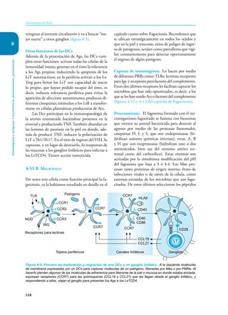 118
Inmunología de Rojas
Inmunógenos
y
antígenos.
Características,
procesamiento,
presentación
8
reingresa al torrente circulatorio y va a buscar “me-
jor suerte” a otros ganglios (figura 8-5).
Otras funciones de las DCs
Además de la presentación de Ags, las DCs cum-
plen otras funciones: activan todas las células de la
inmunidad innata; generan en el timo la tolerancia
a los Ags propios; induciendo la apoptosis de los
LsT autoreactivos; en la periferia activan a los Ls-
Treg para frenar los LsT con capacidad de atacar
lo propio, que hayan podido escapar del timo, es
decir, inducen tolerancia periférica para evitar la
aparición de afeccione autoinmunes; producen di-
ferentes citoquinas; estimulan a los LsB a transfor-
marse en células plasmáticas productoras de Acs.
Las Dcs participan en la inmunopatología de
la artritis reumatoide haciéndose presentes en la
sinovial y produciendo TNF. También abundan en
las lesiones de psoriasis en la piel en donde, ade-
más de producir TNF, inducen la polarización de
LsT a Th1/Th17. En el sitio de ingreso del VIH, lo
capturan, y en lugar de destruirlo, lo trasportan de
las mucosas a los ganglios linfáticos para infectar a
los LsTCD4. Tienen acción tumoricida.
8-VI-B Macrófago
Por tener esta célula como función principal la fa-
gocitosis, ya la habíamos estudiado en detalle en el
capítulo cuatro sobre Fagocitosis. Recordemos que
se ubican estratégicamente en todos los tejidos y
que en la piel y mucosas, sitios de peligro de ingre-
so de patógenos, actúan como patrulleros que vigi-
lan constantemente para detectar oportunamente
el ingreso de algún patógeno.
Captura de inmunógenos. Lo hacen por medio
de diferentes PRRs como:TLRs; lectinas; receptores
para Igs; y receptores para factores del complemento.
Estos dos últimos receptores les facilitan capturar los
microbios que han sido opsonizados, es decir, a los
que se les han unido Acs o factores del complemento
(figuras 4-12 y 4-13 del capítulo de Fagocitosis).
Procesamiento. El fagosoma formado con el mi-
croorganismo fagocitado se fusiona con lisosomas
que vierten su arsenal bactericida para destruir al
agresor por medio de las proteasas lisosomales,
catepsinas D, L y S, que son endoproteasas (hi-
drolizan uniones químicas internas), otras, A, B
y H que son exoproteasas (hidrolizan uno o dos
aminoácidos, bien sea del extremo amino ter-
minal como del carboxílico). Estas enzimas son
activadas por la simultánea modificación del pH
del fagosoma que baja a 4 ó 4.4. Los Møs pro-
cesan tanto proteínas de origen interno, fruto de
infecciones virales o de estrés de la célula, como
externas extraídas de los microbios que son fago-
citados. De estos últimos seleccionan los péptidos
Figura 8-5. Proceso de maduración y migración de una DCs a un ganglio linfático. A la izquierda moléculas
de membrana expresadas por un DCs para capturar moléculas de un patógeno, liberadas por Møs o por PMNs. Al
hacerlo pierden algunas de las moléculas de adherencia para liberarse de la piel o mucosa en donde estaba anclada,
expresan receptores (CCR7) para las quimioquinas (CCL19 y CCL21) que les llegan desde el ganglio linfático, y
respondiendo a ellas, viajan al ganglio para presentar los Ags a los LsTCD4.
CCR1
CCR2
TLR
LT
Patógeno
CCR3
CCR7
CCR7 CCR7
CCR7
HLAII
CD40
CD80
CD86
CD28
CCL19
CCL21
NOD
RIG
Receptores para lectinas
Ganglios
Canales linfáticos
Tejidos periféricos
 