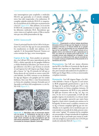119
Inmunología de Rojas
Inmunógenos
y
antígenos.
Características,
procesamiento,
presentación
8
más inmunogénicos para acoplarlos a moléculas
HLA-II, que generadas en el retículo endoplás-
mico, han sido trasportadas a los endosomas. El
complejo péptido-molécula HLA-II es trasporta-
do a la membrana de la célula para su presentación
a los LsT (figura 8-6). Más adelante, en la sección
8-VIII-A-II, estudiaremos el origen y función de
las diferentes moléculas HLA. Recordemos que
como vimos en el capítulo cuatro, el Mø es mucho
más que una célula presentadora de Ags.
8-VI-C Linfocitos B
Como la principal función de los LsB es la de pro-
ducir Acs contra los Ags que les sean presentados,
los estudiaremos en detalle más adelante, en el
capítulo 11 de Inmunidad Humoral. Veamos acá
como manejan los Ags y otros inmunógenos.
Captura de los Ags. Estos pueden ser presenta-
dos a los LsB por DCs pero especialmente por las
FDCs, células especiales de los ganglios linfáticos
o células dendríticas foliculares, que tienen un ori-
gen diferente a las DCs y que forman un retículo
al cual ingresan los LsB vírgenes que llegan al gan-
glio a buscar “su” Ag. El acúmulo de LsB que se
forma dentro de este retículo se conoce como folí-
culo linfoide. Las FDCs retienen en sus dendritas
los Ags que lleguen a los ganglios por los canales
linfáticos, bien sean libres o más frecuentemente
en forma de complejos inmunes formados por el
Ag unido a un factor del complemento, o a un Ac.
Ver 9-III (figura 8-7).
Procesamiento. Los LsB son menos eficientes
que las DCs y los Møs en el manejo de Ags de gran
tamaño que requieran ser fagocitados y procesa-
dos, pero manejan adecuadamente los péptidos so-
lubles que les llegan libres o en los ya mencionados
complejos inmunes.
Presentación. Los LsB vírgenes llegan a los folí-
culos linfoides a buscar el Ag para el cual tienen
su BCR programado genéticamente y que le ha
de llegar de la periferia llevado por DCs o más
frecuentemente en forma complejos inmunes. El
principal componente del BCR es una molécula
de IgM que reconoce solo un Ag, “su” Ag y no
otro. Si este no le es presentado, el LsB sale del
ganglio, ingresa a la circulación y va a buscar mejor
suerte a otro ganglio, operación que repite hasta
lograrlo o hasta morir si pasada una semana no lo
ha logrado. Si tiene suerte y establece contacto con
su Ag, se forman complejos IgM-Ag que son mo-
vilizados en la superficie de la membrana para ser
concentrados en un polo de la célula, proceso cono-
cido como “caping”. El conjunto de los complejos
así concentrados, es luego introducido al citoplasma
en donde el Ag es procesado para extraer la molé-
cula más antigénica y presentarla a los LsTCD4 por
medio de moléculas HLA-II (figura 8-8).
A B
Figura 8-6. A. Macrófago visto al microscopio electró-
nico de barrido. B. Presentación de Ags por un Mø a
un grupo de Ls. Mø, en el centro, rodeado de LsT que
están siendo activados por Ags imunogénicos que les
está siendo presentados. (Cortesía del Dr. Oscar Duque,
Universidad de Antioquia, Medellín Colombia).
Figura 8-7. Presentación a LsB por células dendríticas
foliculares (FDCs) de Ags que han llegado en forma de
complejos inmunes a un folículo linfoide de un ganglio
linfático y que son reconocidas por los receptores para
Ags de los LsB (BCRs). A. El complejo inmune es un
péptido unido a una molécula de IgG y capturada por la
FDC, por medio de un receptor para la IgG (FcγR). B. El
complejo inmune esta integrado por un péptido, al que
se ha unido una molécula de C3b, que es conocida por
un receptor 2 para el complemento (CR2) presente en la
membrana de la FDC.
A B
FDC
FDC
BCR BCR
C3b
Ags
CR2
FcγR
IgG
LB
LB
 