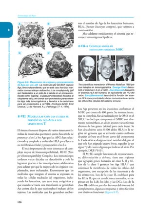 120
Inmunología de Rojas
Inmunógenos
y
antígenos.
Características,
procesamiento,
presentación
8
8-VII Moléculas con las cuales se
presentan los Ags a los
linfocitos T
El sistema inmune dispone de varios sistemas o fa-
milias de moléculas que tienen como función la de
presentar a los Ls los Ags que las APCs han selec-
cionado y acoplado a moléculas HLA para llevar a
su membrana celular y presentarlos a los Ls.
El más importante de estos sistemas es el com-
plejo mayor de histocompatibilidad, MHC (Ma-
jor Histocompatibility Complex). Los inmunólogos
tardaron varias décadas en descubrirlo y solo lo
lograron gracias a las investigaciones adelantadas
para aclarar por qué la mayoría de los órganos tras-
plantados, eran rechazados. Encontraron que las
moléculas que integran el sistema se expresan en
todas las células nucleadas del organismo, inclu-
yendo los leucocitos, que eran muy antigénicas y
que cuando se hacía una transfusión se generaban
Acs contra ellas lo que ocasionaba el rechazo de los
injertos. Las moléculas que los generaban recibie-
ron el nombre de Ags de los leucocitos humanos,
HLA, (human leucocytes antigens), que veremos a
continuación.
Más adelante estudiaremos el sistema que re-
conoce inmunógenos lipídicos.
8-VII-A Complejo mayor de
histocompatibilidad, MHC
Los Ags presentes en los leucocitos conforman el
MHC que consta de 400 genes. Su nomenclatura,
que es compleja, fue actualizada por la OMS en el
2013. Los loci que componen el MHC son alta-
mente polimórficos, es decir, existen varias formas
alternas de los genes (alelos) para cada locus. Se
han descubierto unos 8.500 alelos HLA en la re-
gión del genoma que se extiende cuatro millones
de pares de base en el brazo corto del cromosoma
6. Cada alelo se designa con el nombre del gen, al
que se le han asignado cuatro letras, seguidas de un
signo * y de cuatro dígitos que indican el alelo. Por
ejemplo, DRB1*0101.
El MHC cumple funciones de reconocimien-
to, diferenciación y defensa, tiene tres regiones
que agrupan genes llamados de clase I, II y III.
Los de la clase I generan los Ags HLA-I que
colonizan la membrana de todas las células del
organismo, con excepción de las neuronas y de
los eritrocitos. Los de la clase II, codifican para
los HLA II, que en condiciones normales, se ex-
presan en los LsB, los Møs y las DCs. Los de la
clase III codifican para los factores del sistema del
complemento, algunas citoquinas y otros factores
con distintas funciones (figura 8-9).
Tres científicos merecieron el Premio Nobel en 1980 por
sus trabajos en inmunogenética. George Snell descu-
brió el sistema H-2 en el ratón. Jean Dausset descubrió
el sistema HLA del humano, el equivalente del H-2 del
ratón. Baruj Benacerraf descubrió la función del siste-
ma HLA como controlador de las comunicaciones entre
las diferentes células del sistema inmune.
Figura 8-8. Mecanismo de captura y procesamiento
de Ags por un LsB. La molécula IgM del BCR captura
Ags, timo-independiente, que en este caso han sido mar-
cados con un isótopo radioactivo. Los complejos Ag.IgM
son trasladados a un polo de la célula en un proceso co-
nocido como “caping”, y luego por endocitosis llevados al
citoplasma del Ls en donde son procesados para extraer
los Ags más inmunogénicos y llevados a la membrana
para ser presentados a LsTCD4. (Cortesía del Dr. Emil
Unanue, U. de Harvard, A.J. Pathology 77: 1, 1974).
A
C
B
D
 