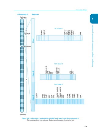 121
Inmunología de Rojas
Inmunógenos
y
antígenos.
Características,
procesamiento,
presentación
8
Figura 8-9. Localización y organización del MHC en el brazo corto del cromosoma 6.
Este complejo tiene tres regiones. Cada una de las cuales tiene varios loci.
Cromosoma 6 Regiones
Telómero
p
6p21.31
Clase
I
Centrómero
Clase
III
Clase
II
TAPBP
DPB2
DPB1
DPA1
DOA
DMA
DMB
PSMB9
(LMP2)
TAP1
PSMB8
(LMP7)
TAP2
DOB
DQB1
DQA1
DRB1
DRB2
DRB3
DRA
Telómero
P450,
C21B
HLA clase II
HLA clase III
C4B
C4A
BF
C2
HSP
A1B
HSP
A1A
HSP
A1L
LTB
TNF-
α
LTA
HLA-B
HLA-C
HLA-E
HLA-J
HLA-A
HLA-H
HLA-G
HLA-F
HFE
HLA clase I
q
 
