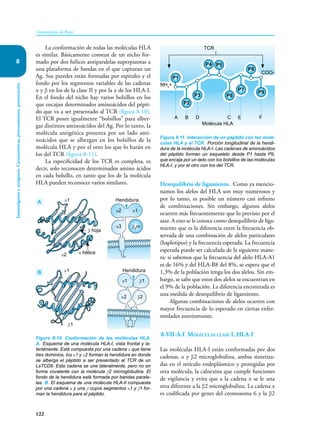 122
Inmunología de Rojas
Inmunógenos
y
antígenos.
Características,
procesamiento,
presentación
8
La conformación de todas las moléculas HLA
es similar. Básicamente constan de un nicho for-
mado por dos hélices antiparalelas superpuestas a
una plataforma de bandas en el que capturan un
Ag. Sus paredes están formadas por espirales y el
fondo por los segmentos variables de las cadenas
α y β en los de la clase II y por la α de los HLA-I.
En el fondo del nicho hay varios bolsillos en los
que encajan determinados aminoácidos del pépti-
do que va a ser presentado al TCR (figura 8-10).
El TCR posee igualmente “bolsillos” para alber-
gar distintos aminoácidos del Ag. Por lo tanto, la
molécula antigénica presenta por un lado ami-
noácidos que se albergan en los bolsillos de la
molécula HLA y por el otro los que lo harán en
los del TCR (figura 8-11).
La especificidad de los TCR es completa, es
decir, solo reconocen determinados amino ácidos
en cada bolsillo, en tanto que los de la molécula
HLA pueden reconocer varios similares. Desequilibrio de ligamiento. Como ya mencio-
namos los alelos del HLA son muy numerosos y
por lo tanto, es posible un número casi infinito
de combinaciones. Sin embargo, algunos alelos
ocurren más frecuentemente que lo previsto por el
azar. A esto se le conoce como desequilibrio de liga-
miento que es la diferencia entre la frecuencia ob-
servada de una combinación de alelos particulares
(haplotipos) y la frecuencia esperada. La frecuencia
esperada puede ser calculada de la siguiente mane-
ra: si sabemos que la frecuencia del alelo HLA-A1
es de 16% y del HLA-B8 del 8%, se espera que el
1,3% de la población tenga los dos alelos. Sin em-
bargo, se sabe que estos dos alelos se encuentran en
el 9% de la población. La diferencia encontrada es
una medida de desequilibrio de ligamiento.
Algunas combinaciones de alelos ocurren con
mayor frecuencia de lo esperado en ciertas enfer-
medades autoinmunes.
8-VII-A-I Moléculas clase I, HLA-I
Las moléculas HLA-I están conformadas por dos
cadenas, α y β2 microglobulina, ambas sintetiza-
das en el retículo endoplásmico y protegidas por
otra molécula, la calnexina que cumple funciones
de vigilancia y evita que a la cadena α se le una
otra diferente a la β2 microglobulina. La cadena α
es codificada por genes del cromosoma 6 y la β2
Figura 8-10. Conformación de las moléculas HLA.
A. Esquema de una molécula HLA-I, vista frontal y la-
teralmente. Está compuesta por una cadena α que tiene
tres dominios, los α1 y α2 forman la hendidura en donde
se alberga el péptido a ser presentado al TCR de un
LsTCD8. Esta cadena se une lateralmente, pero no en
forma covalente con la molécula β2 microglobulina. El
fondo de la hendidura está formada por bandas parale-
las. B. El esquema de una molécula HLA-II compuesta
por una cadena α y una β cuyos segmentos α1 y β1 for-
man la hendidura para el péptido.
A
B
α2 α1
α3 β2
m
Hendidura
Hendidura
α2
α1
β2
β1
α1
β1
α1
α hélice
β hoja
α2
Figura 8-11. Interacción de un péptido con las molé-
culas HLA y el TCR. Porción longitudinal de la hendi-
dura de la molécula HLA-I. Las cadenas de aminoácidos
del péptido forman un esqueleto desde P1 hasta P9,
que encaja por un lado con los bolsillos de las moléculas
HLA-I, y por el otro con los del TCR.
NH3
+
COO-
A B D
TCR
Molécula HLA
C E F
P1
P2
P3
P4 P5
P6
P7
P8
P9
 