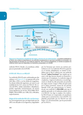 124
Inmunología de Rojas
Inmunógenos
y
antígenos.
Características,
procesamiento,
presentación
8
molécula HLA-I, llevado a la membrana celular
para ser presentado a los LsTCD8.
8-VII-A-II Moléculas HLA-II
Las moléculas HLA-II están conformadas por dos
cadenas, α y β (figura 8-14), se expresan sólo en los
LsB, Møs, y DCs, y en las células de Langerhans.
Las demás células del organismo, así como la casi
totalidad de los LsT, carecen de HLA II. Por ac-
ción del IFNγ, células endoteliales o fibroblastos,
pueden expresarlas transitoriamente. El sistema
consta igualmente de tres loci, HLA-DRB, HLA-
DQB1 y HLA-DPB1 con 1.408, 322 y 180 alelos,
respectivamente.
Origen de las moléculas HLA-II y sus funciones
Los microorganismos que son fagocitados por las
APCs son ubicados en un fagosoma y degradados
por los lisosomas que vierten sus enzimas pro-
teolíticas en él. Las moléculas HLA-II se generan
en el retículo endoplásmico en donde la hen-
didura para el Ag es cubierta por una molécula
llamada “cadena invariante” que impide que se
unan a ella Ags internos durante su formación o
tránsito por el citoplasma. La molécula migra al
citoplasma, e ingresa al endosoma o vacuola fago-
citaria en donde ha sido procesada una proteína
de origen externo. Luego se libera de gran parte
de la cadena invariante, menos de una porción
llamada CLIP, que posteriormente es removi-
da por otra molécula, la HLA-DM, para que el
péptido generado en el endosoma pueda unirse
a la HLA-II. Los Ags se acoplan a las molécu-
las HLA-II para ser trasportadas a la membrana
celular para su presentación a los LsTCD4. Los
péptidos presentados por las HLA-II son más
largos, 12 a 20 aminoácidos, que los presentados
por las HLA-I,.
Figura 8-13. Presentación simplificada del origen y función de una molécula HLA-I. La proteína sintetizada en
el interior de la célula es trasportada por una ubicuitina al proteosoma en cuyo túnel enzimática es procesada. Los
Ags generados son llevados por una molécula chaperona, TAP, al retículo endoplásmico, en donde es acoplada a la
molécula HLAA-I para ser trasportada a la membrana y presentada a un LTsCD8.
CD8
HLA-I
Proteína viral
Proteosoma
Péptidos
Tapsina
Retículo endoplásmico
Péptido
HLA I
β2m
mARN viral
LTsCD8+
TAP
TCR
Ag
 