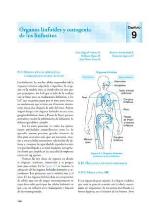 130
Luis Miguel Gómez O.
William Rojas M.
Luz Elena Cano R.
Beatriz Aristizábal B.
Damaris Lopera H.
Órganos linfoides y ontogenia
de los linfocitos
Capítulo
9
9-I Origen de los linfocitos
y órganos en donde actúan
Los linfocitos, Ls, son las células responsables de la
respuesta inmune adquirida o específica. Se origi-
nan en la médula ósea, se subdividen en dos gru-
pos principales, los LsB que al salir de la médula
van al bazo para su maduración definitiva, y los
LsT que necesitan pasar por el timo para iniciar
su maduración que termina en el torrente circula-
torio pocos días después de salir del timo. Ambos
migran luego a los órganos linfoides secundarios,
ganglios linfáticos, bazo, y Placas de Peyer, para ser
activados y recibir la información de la función de
defensa que deben cumplir.
Los Ls están presentes en todos los tejidos,
tienen propiedades extraordinarias como las de
aprender nuevos procesos, guardar memoria de
ellos para activarlos cada que sea necesario, ense-
ñar a otras células mecanismos adicionales de de-
fensa y conservar la capacidad de reproducirse una
vez que han llegado a su total madurez, para gene-
rar clones que amplifican la capacidad de respuesta
contra un Ag agresor.
Veamos las tres clases de órganos en donde
se originan, maduran, interactúan y se progra-
man para actuar. En la figura 9-1 se muestra la
ubicación de los órganos linfoides primarios y se-
cundarios. Los primarios son la médula ósea y el
timo. En los órganos linfoides hay un componente
de células que son de origen mesenquimatoso en
cuyo desarrollo participan las células linfoides las
que a su vez influyen en la maduración y funcion
de las mesenquimales.
9-II Órganos linfoides primarios
9-II-A Médula ósea, MO
Es un órgano de gran tamaño, 3 a 4 kg en el adulto,
que varía de peso de acuerdo con la edad y necesi-
dades del organismo. Se encuentra distribuida, en
forma dispersa, en el interior de los huesos. Sirve
Figura 9-1. Órganos linfoides
primarios y secundarios.
Secundarios
Primarios
Adenoides
Amígdalas
Tejido linfoide
pulmonar
Timo
Ganglios
linfáticos
Bazo
Placas
de Peyer
y nódulos
linfáticos
Ganglios
linfáticos
Médula
ósea
Órganos linfoides
 