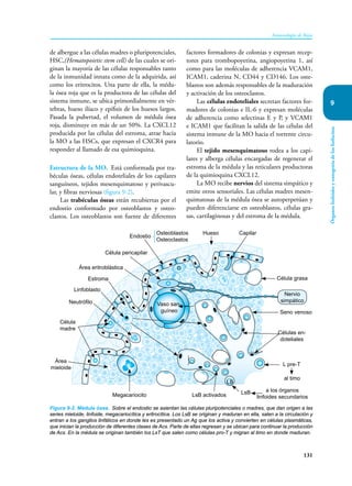 131
Inmunología de Rojas
Órganos
linfoides
y
ontogenia
de
los
linfocitos
9
de albergue a las células madres o pluripotenciales,
HSC,(Hematopoietic stem cell) de las cuales se ori-
ginan la mayoría de las células responsables tanto
de la inmunidad innata como de la adquirida, así
como los eritrocitos. Una parte de ella, la médu-
la ósea roja que es la productora de las células del
sistema inmune, se ubica primordialmente en vér-
tebras, hueso ilíaco y epífisis de los huesos largos.
Pasada la pubertad, el volumen de médula ósea
roja, disminuye en más de un 50%. La CXCL12
producida por las células del estroma, atrae hacia
la MO a las HSCs, que expresan el CXCR4 para
responder al llamado de esa quimioquina.
Estructura de la MO. Está conformada por tra-
béculas óseas, células endoteliales de los capilares
sanguíneos, tejidos mesenquimatoso y perivascu-
lar, y fibras nerviosas (figura 9-2).
Las trabéculas óseas están recubiertas por el
endostio conformado por osteoblastos y osteo-
clastos. Los osteoblastos son fuente de diferentes
factores formadores de colonias y expresan recep-
tores para trombopoyetina, angiopoyetina 1, así
como para las moléculas de adherencia VCAM1,
ICAM1, caderina N, CD44 y CD146. Los oste-
blastos son además responsables de la maduración
y activación de los osteoclastos.
Las células endoteliales secretan factores for-
madores de colonias e IL-6 y expresan moléculas
de adherencia como selectinas E y P, y VCAM1
e ICAM1 que facilitan la salida de las células del
sistema inmune de la MO hacia el torrente circu-
latorio.
El tejido mesenquimatoso rodea a los capi-
lares y alberga células encargadas de regenerar el
estroma de la médula y las reticulares productoras
de la quimioquina CXCL12.
La MO recibe nervios del sistema simpático y
emite otros sensoriales. Las células madres mesen-
quimatosas de la médula ósea se autoperpetúan y
pueden diferenciarse en osteoblastos, células gra-
sas, cartilaginosas y del estroma de la médula.
Figura 9-2. Médula ósea. Sobre el endostio se asientan las células pluripotenciales o madres, que dan origen a las
series mieloide, linfoide, megacariocítica y eritrocítica. Los LsB se originan y maduran en ella, salen a la circulación y
entran a los ganglios linfáticos en donde les es presentado un Ag que los activa y convierten en células plasmáticas,
que inician la producción de diferentes clases de Acs. Parte de ellas regresan y se ubican para continuar la producción
de Acs. En la médula se originan también los LsT que salen como células pro-T y migran al timo en donde maduran.
Área
mieloide
Neutrófilo
Linfoblasto
Estroma
Área eritroblástica
Célula pericapilar
Endostio
Osteoblastos
Osteoclastos
Hueso Capilar
Célula grasa
Seno venoso
Células en-
doteliales
L pre-T
al timo
LsB a los órganos
linfoides secundarios
LsB activados
Megacariocito
LB
Célula
madre
Nervio
simpático
Vaso san-
guíneo
 