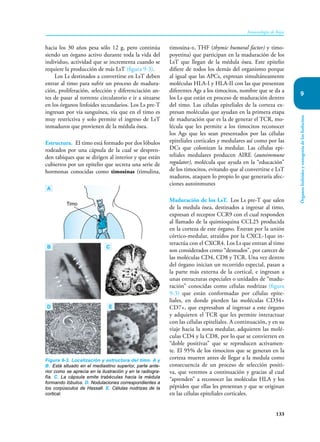 133
Inmunología de Rojas
Órganos
linfoides
y
ontogenia
de
los
linfocitos
9
hacia los 30 años pesa sólo 12 g, pero continúa
siendo un órgano activo durante toda la vida del
individuo, actividad que se incrementa cuando se
requiere la producción de más LsT (figura 9-3).
Los Ls destinados a convertirse en LsT deben
entrar al timo para sufrir un proceso de madura-
ción, proliferación, selección y diferenciación an-
tes de pasar al torrente circulatorio e ir a situarse
en los órganos linfoides secundarios. Los Ls pre-T
ingresan por vía sanguínea, vía que en el timo es
muy restrictiva y solo permite el ingreso de LsT
inmaduros que provienen de la médula ósea.
Estructura. El timo está formado por dos lóbulos
rodeados por una cápsula de la cual se despren-
den tabiques que se dirigen al interior y que están
cubiertos por un epitelio que secreta una serie de
hormonas conocidas como timosinas (timulina,
timosina-α, THF (thymic humoral factor) y timo-
poyetina) que participan en la maduración de los
LsT que llegan de la médula ósea. Este epitelio
difiere de todos los demás del organismo porque
al igual que las APCs, expresan simultáneamente
moléculas HLA-I y HLA-II con las que presentan
diferentes Ags a los timocitos, nombre que se da a
los Ls que están en proceso de maduración dentro
del timo. Las células epiteliales de la corteza ex-
presan moléculas que ayudan en la primera etapa
de maduración que es la de generar el TCR, mo-
lécula que les permite a los timocitos reconocer
los Ags que les sean presentados por las células
epiteliales corticales y medulares así como por las
DCs que colonizan la medular. Las células epi-
teliales medulares producen AIRE (autoimmune
regulator), molécula que ayuda en la “educación”
de los timocitos, evitando que al convertirse e LsT
maduros, ataquen lo propio lo que generaría afec-
ciones autoinmunes
Maduración de los LsT. Los Ls pre-T que salen
de la medula ósea, destinados a ingresar al timo,
expresan el receptor CCR9 con el cual responden
al llamado de la quimioquina CCL25 producida
en la corteza de este órgano. Entran por la unión
córtico-medular, atraídos por la CXCL-1que in-
teractúa con el CXCR4. Los Ls que entran al timo
son considerados como “desnudos”, por carecer de
las moléculas CD4, CD8 y TCR. Una vez dentro
del órgano inician un recorrido especial, pasan a
la parte más externa de la cortical, e ingresan a
unas estructuras especiales o unidades de “madu-
ración” conocidas como células nodrizas (figura
9-3) que están conformadas por células epite-
liales, en donde pierden las moléculas CD34+
CD7+, que expresaban al ingresar a este órgano
y adquieren el TCR que les permite interactuar
con las células epiteliales. A continuación, y en su
viaje hacia la zona medular, adquieren las molé-
culas CD4 y la CD8, por lo que se convierten en
“doble positivas” que se reproducen activamen-
te. El 95% de los timocitos que se generan en la
corteza mueren antes de llegar a la medula como
consecuencia de un proceso de selección positi-
va, que veremos a continuación y gracias al cual
“aprenden” a reconocer las moléculas HLA y los
péptidos que ellas les presentan y que se originan
en las células epiteliales corticales.
Figura 9-3. Localización y estructura del timo. A y
B. Está situado en el mediastino superior, parte ante-
rior como se aprecia en la ilustración y en la radiogra-
fía. C. La cápsula emite trabéculas hacia la médula
formando lóbulos. D. Nodulaciones correspondientes a
los corpúsculos de Hassall. E. Células nodrizas de la
cortical.
Timo
A
B C
D E
 