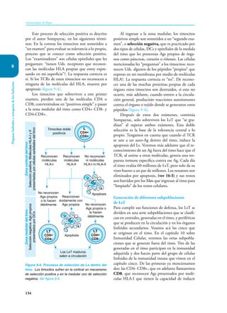 134
Inmunología de Rojas
Órganos
linfoides
y
ontogenia
de
los
linfocitos
9
Este proceso de selección positiva es descrito
por el autor Sompayrac, en los siguientes térmi-
nos: En la corteza los timocitos son sometidos a
“un examen” para evaluar su tolerancia a lo propio,
proceso que se conoce como selección positiva.
Los “examinadores” son células epiteliales que les
preguntan: “tienen Uds. receptores que reconoz-
can las moléculas HLA propias que estoy expre-
sando en mi superficie”?. La respuesta correcta es
sí. Si los TCRs de estos timocitos no reconocen a
ninguna de las moléculas del HLA, mueren por
apoptosis (figura 9-4).
Los timocitos que sobreviven a este primer
examen, pierden una de las moléculas CD4 o
CD8, convirtiéndose en “positivos simple” y pasan
a la zona medular del timo como CD4+ CD8- y
CD4-CD8+.
Al ingresar a la zona medular, los timocitos
positivos simple son sometidos a un “segundo exa-
men”, o selección negativa, que es practicado por
dos tipos de células, DCs y epiteliales de la medula
del timo que les presentan Ags propios de órga-
nos como páncreas, corazón o riñones. Las células
mencionadas les “preguntan” a los timocitos: reco-
nocen Uds. algunos de los péptidos “propios” que
expreso en mi membrana por medio de moléculas
HLA?. La respuesta correcta es “no”. De recono-
cer una de las muchas proteínas propias de cada
órgano estos timocitos son destruidos, si esto no
ocurre, más adelante, cuando entren a la circula-
ción general, producirán reacciones autoinmunes
contra el órgano o tejido donde se generaron estos
péptidos (figura 9-4).
Después de estos dos exámenes, continúa
Sompayrac, solo sobreviven los LsT que “se gra-
dúan” al superar ambos exámenes. Esta doble
selección es la base de la tolerancia central a lo
propio. Tengamos en cuenta que cuando el TCR
se une a un auto-Ag dentro del timo, induce la
apoptosis del Ls. Veremos más adelante que el re-
conocimiento de un Ag fuera del timo hace que el
TCR, al unirse a otras moléculas, genera una res-
puesta inmune específica contra ese Ag. Cada día
el timo evalúa 60 millones de LsT, pero solo da su
visto bueno a un par de millones. Los restantes son
eliminados por apoptosis, (ver 16-I) y sus restos
son barridos por los Møs que ingresan al timo para
“limpiarlo” de los restos celulares.
Generación de diferentes subpoblaciones
de LsT
Para cumplir sus funciones de defensa, los LsT se
dividen en una serie subpoblaciones que se clasifi-
can en centrales, generadas en el timo, y periféricas
que se producen en la circulación y en los órganos
linfoides secundarios. Veamos acá las cinco que
se originan en el timo. En el capítulo 10 sobre
Inmunidad Celular, veremos las otras subpobla-
ciones que se generan fuera del timo. Tres de las
generadas en el timo participan en la inmunidad
adquirida y dos hacen parte del grupo de células
linfoides de la inmunidad innata que vimos en el
capítulo cinco. De las primeras ya mencionamos
dos: las CD4- CD8+, que en adelante llamaremos
CD8, que reconocen Ags presentados por molé-
culas HLA-I que tienen la capacidad de inducir
Figura 9-4. Procesos de selección de Ls dentro del
timo. Los timocitos sufren en la cortical un mecanismo
de selección positiva y en la medular uno de selección
negativa. Ver figura 9-5.
Apoptosis
L
CD4+
CD8+
Zona
cortical
del
timo
Selección
positiva.
Moléculas
HLA-I
y
II
presentadas
por
células
epiteliales
del
timo
Zona
medular
del
timo
Selección
negativa.
Ags
propios
presentados
por
DCs
Timocitos doble
positivos
Reconocen
moléculas
HLA-I
Reconocen
moléculas
HLA-II
No reconocen
ni moléculas
HLA-I ni HLA-II
No reconocen
Ags propios
o lo hacen
débilmente
LT
CD8+
CD4-
Los LsT maduros
salen a circulación
Reaccionan
ávidamente con
Ags propios
LT
CD4+
CD8-
No reconocen
Ags propios o
lo hacen
débilmente
Apoptosis
 